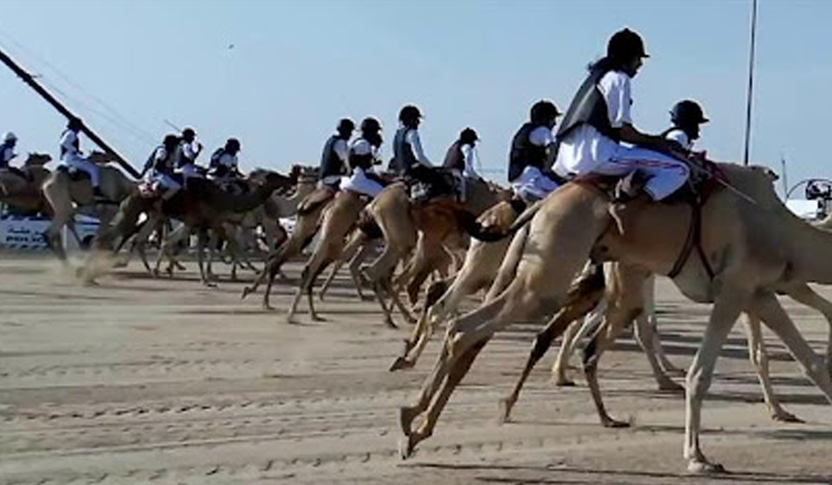 One Million Dollar Camel Race in Doha, Qatar